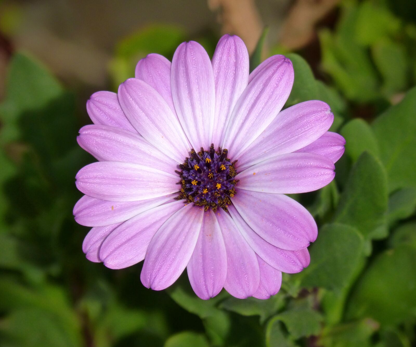 Panasonic DMC-FZ62 sample photo. Daisy, purple, flower photography
