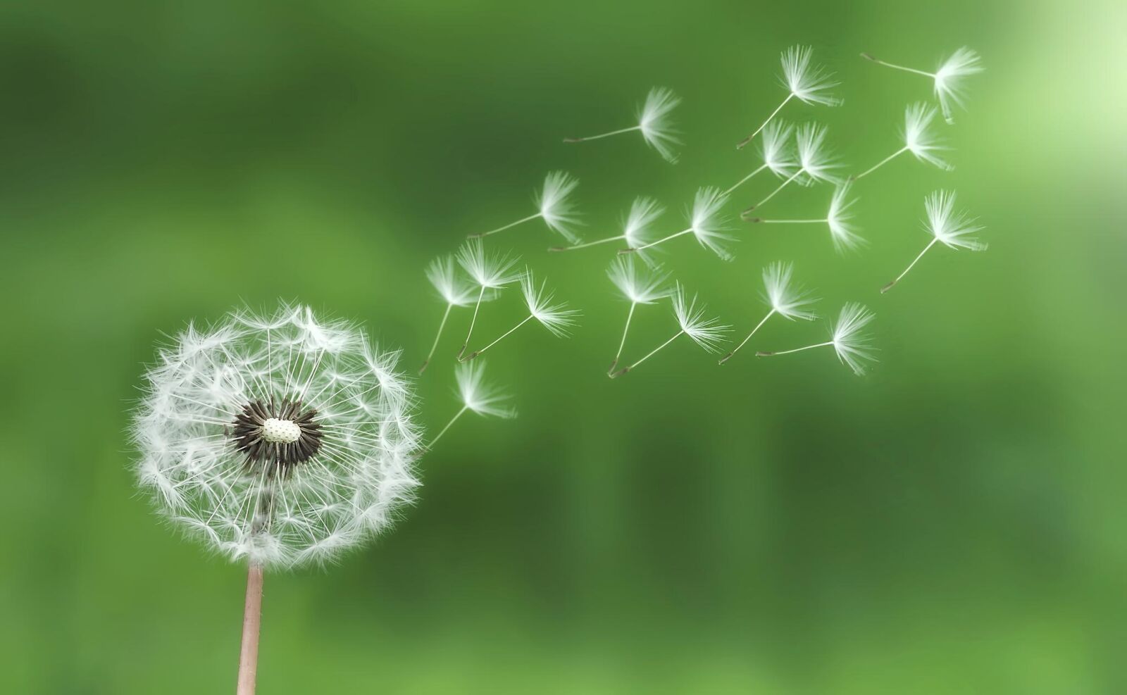 Nikon D90 sample photo. Dandelion, ease, flight photography