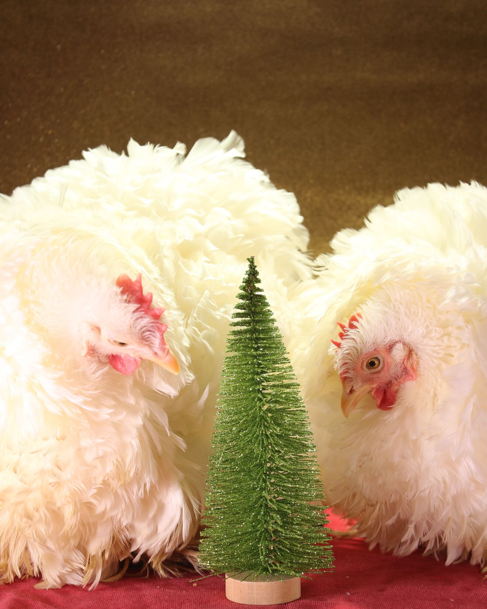 Canon EF-S 18-55mm F3.5-5.6 IS sample photo. Chicken, christmas, poultry photography