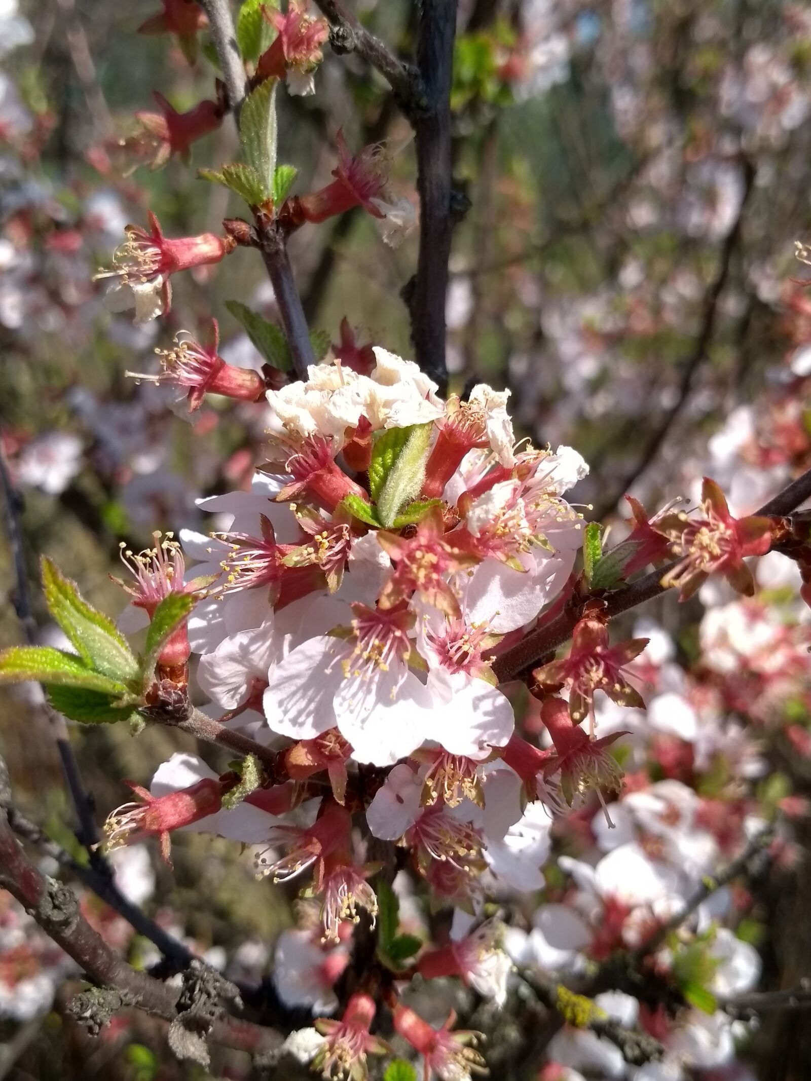 Motorola Moto G (5S) sample photo. Branch of cherry, spring photography