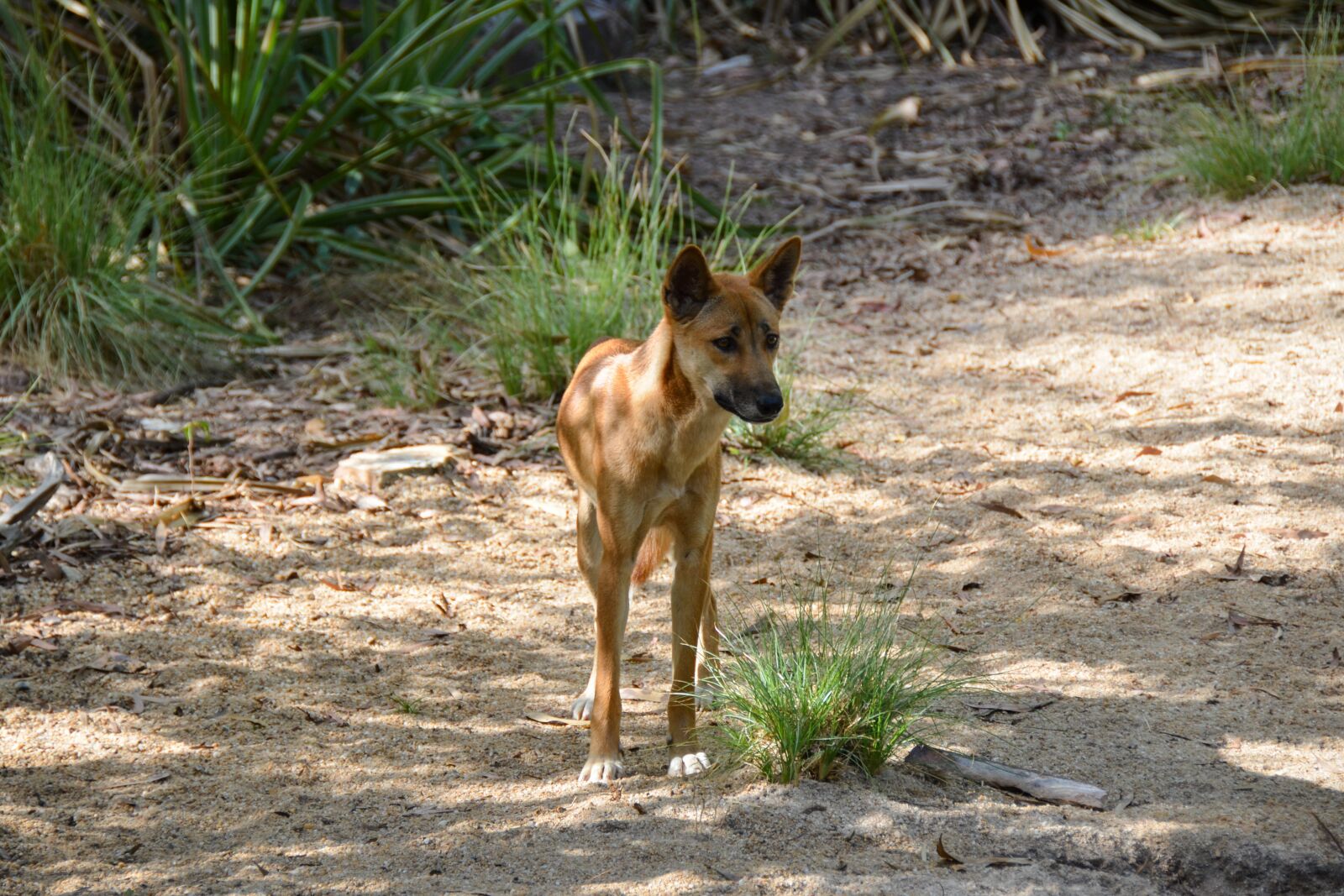 Nikon D5100 sample photo. Dingo, dog, animal photography