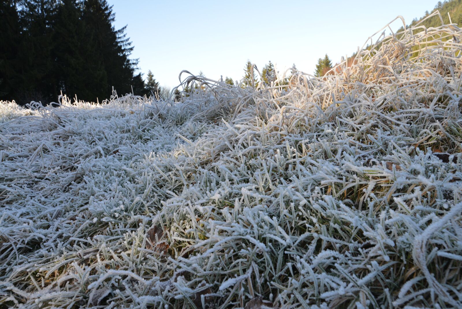 Nikon D800 sample photo. Frost, ice, winter photography