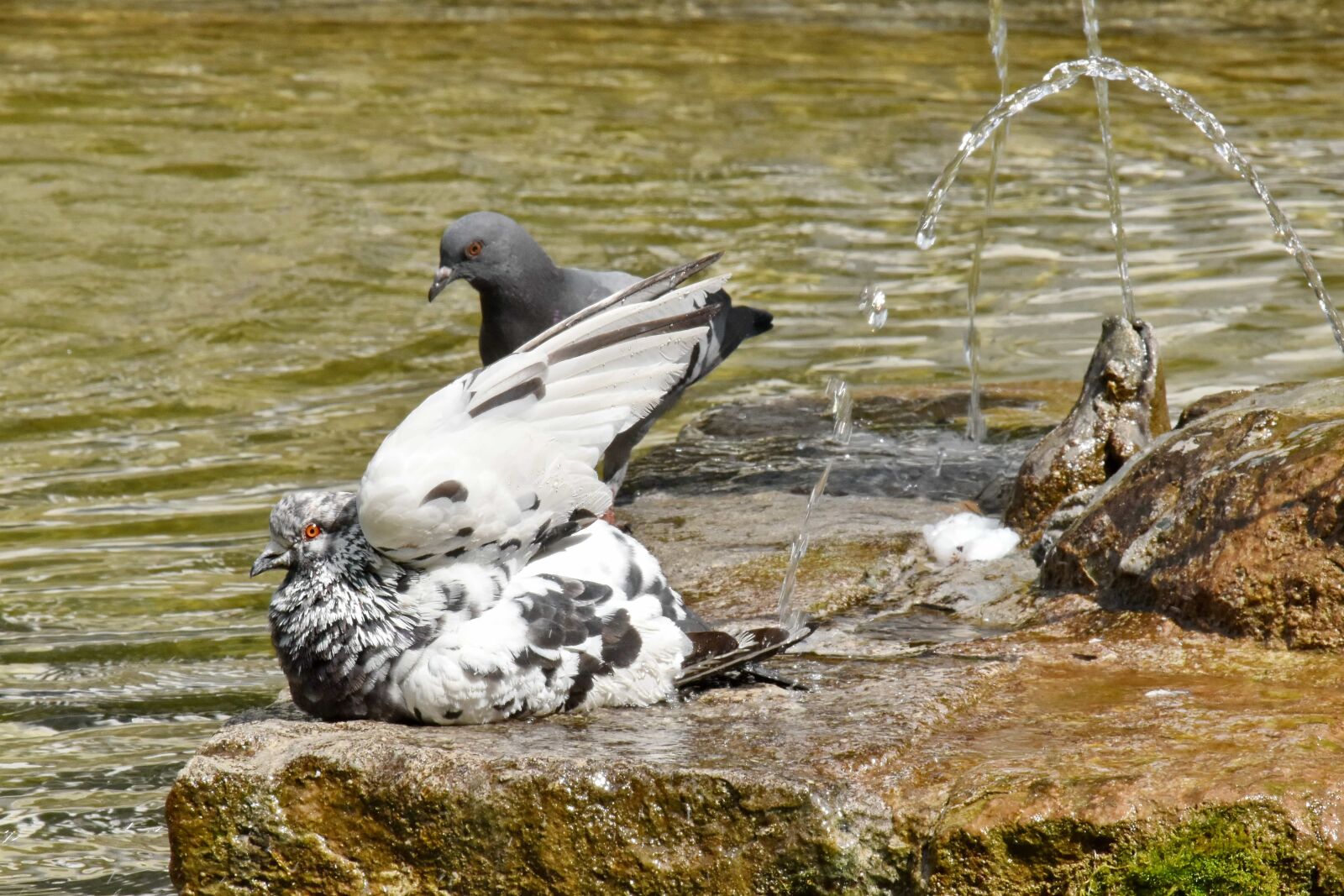 Nikon D5500 sample photo. Bathing, fair weather, fountain photography