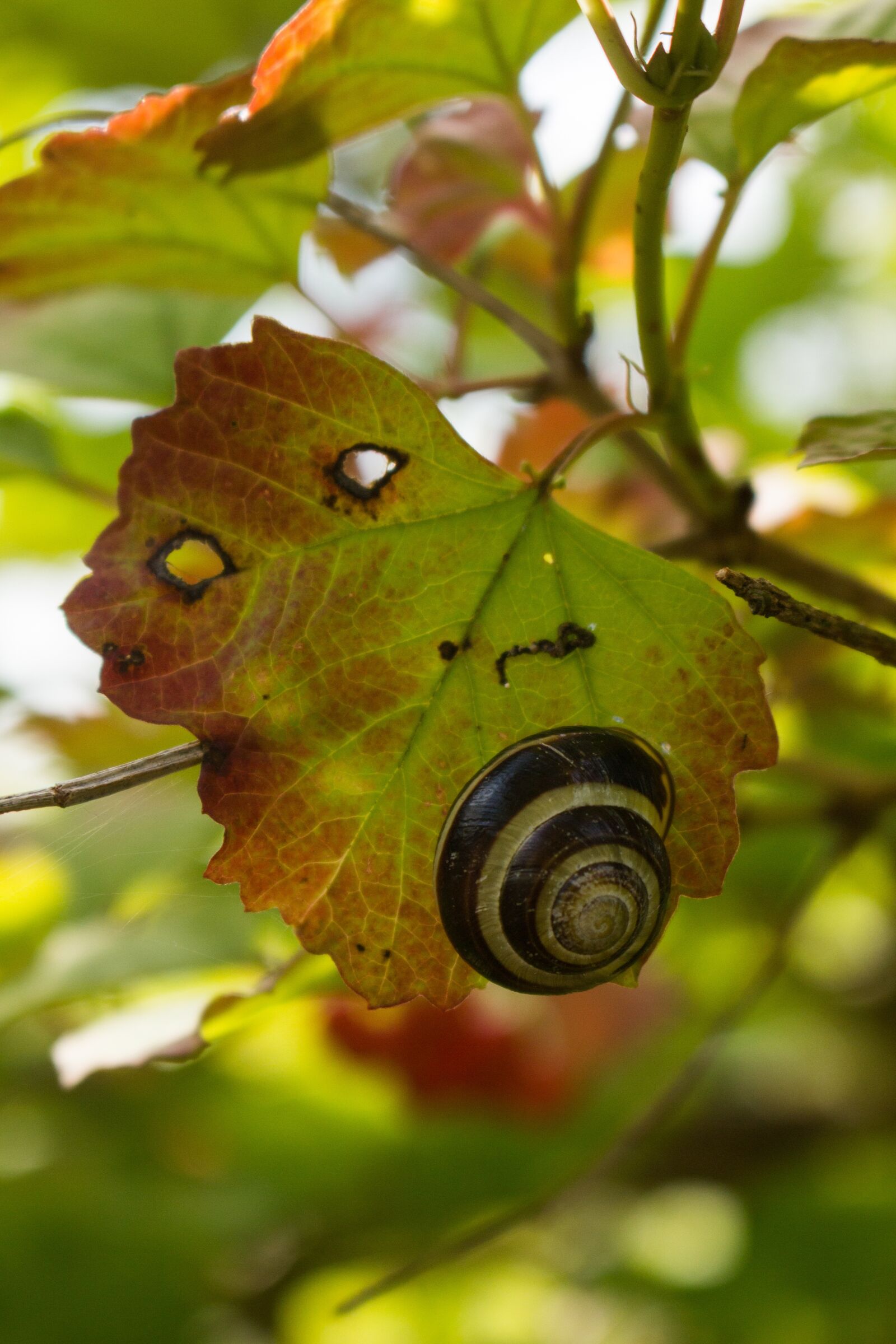 Canon EOS 100D (EOS Rebel SL1 / EOS Kiss X7) sample photo. Snail, sheet, slimy photography