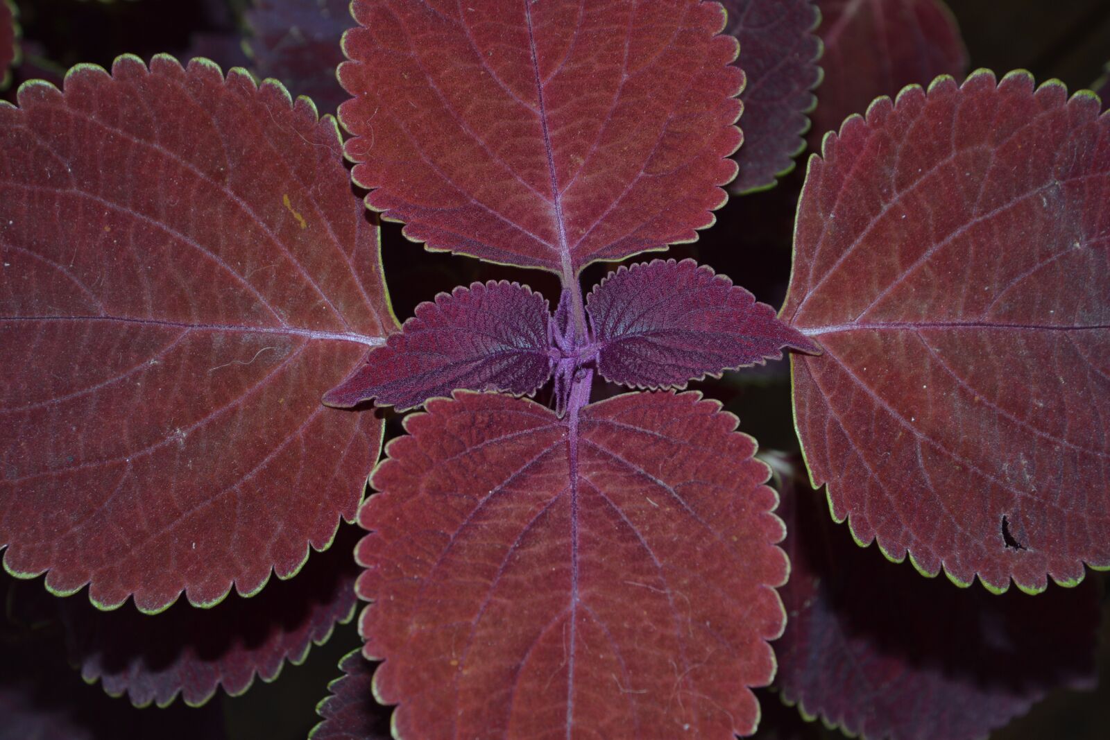 Nikon D3200 sample photo. Colorful nettles, nettles, plant photography