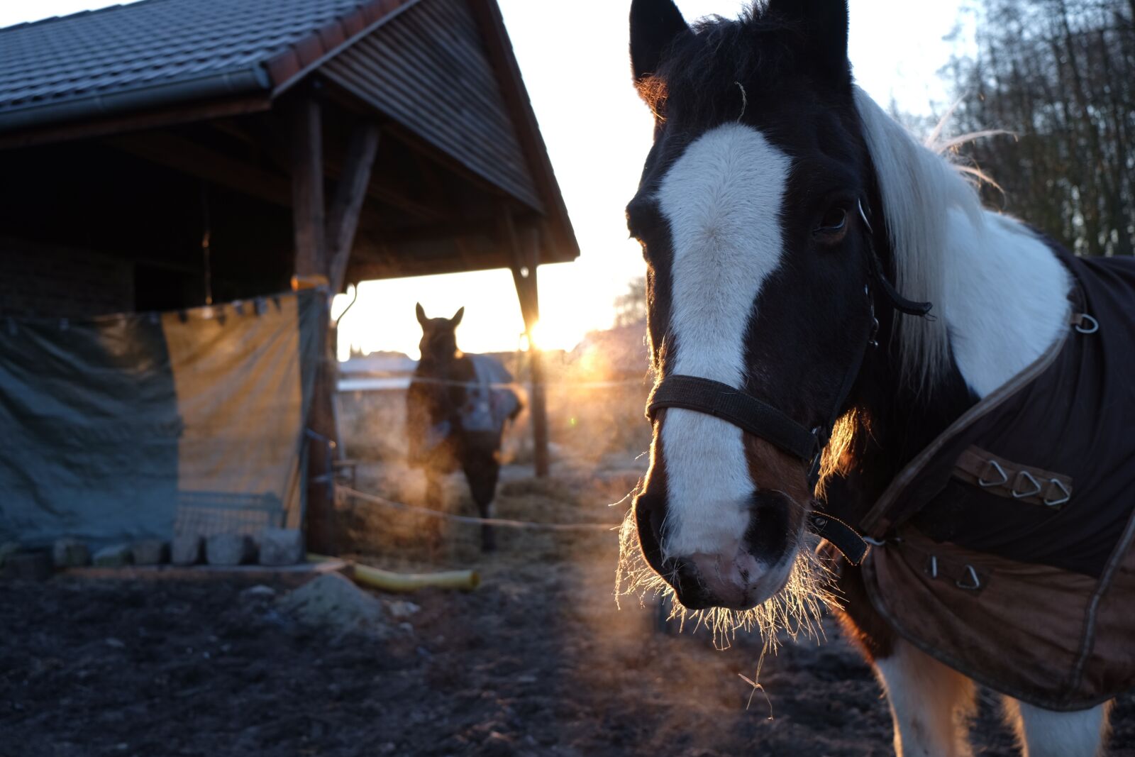 Fujifilm X-E2 sample photo. Horse, sunrise, winter photography
