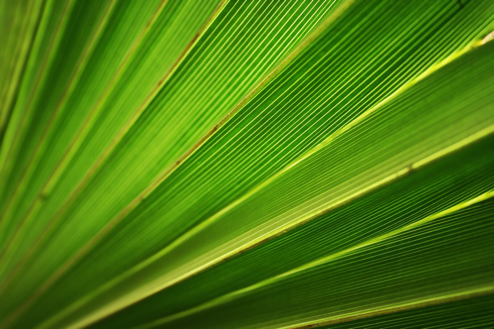 Canon EOS 350D (EOS Digital Rebel XT / EOS Kiss Digital N) sample photo. Tropical, sheet, summer photography