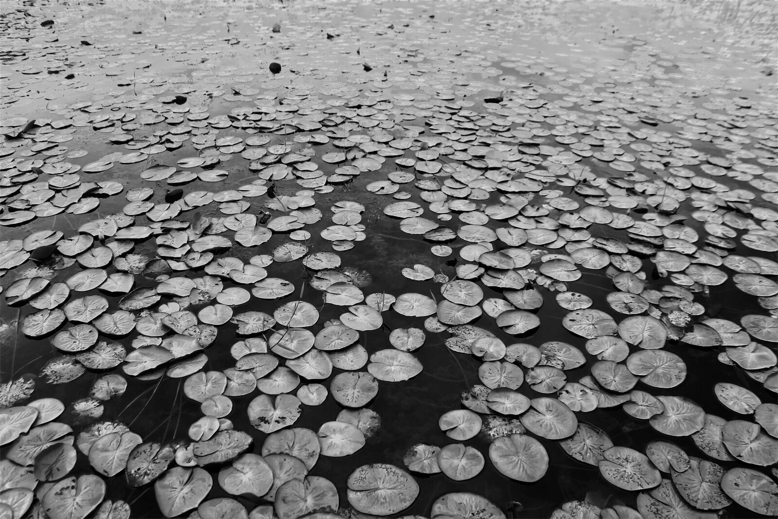 Canon EOS 1100D (EOS Rebel T3 / EOS Kiss X50) sample photo. Lake, leaves, texture photography