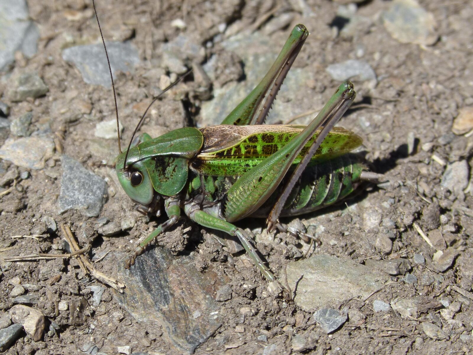 Panasonic DMC-FZ62 sample photo. Cricket, leptophyes punctatissima, pyrenees photography