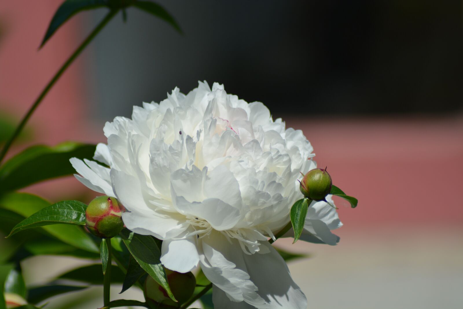 Nikon D7100 sample photo. Peony, white, green photography