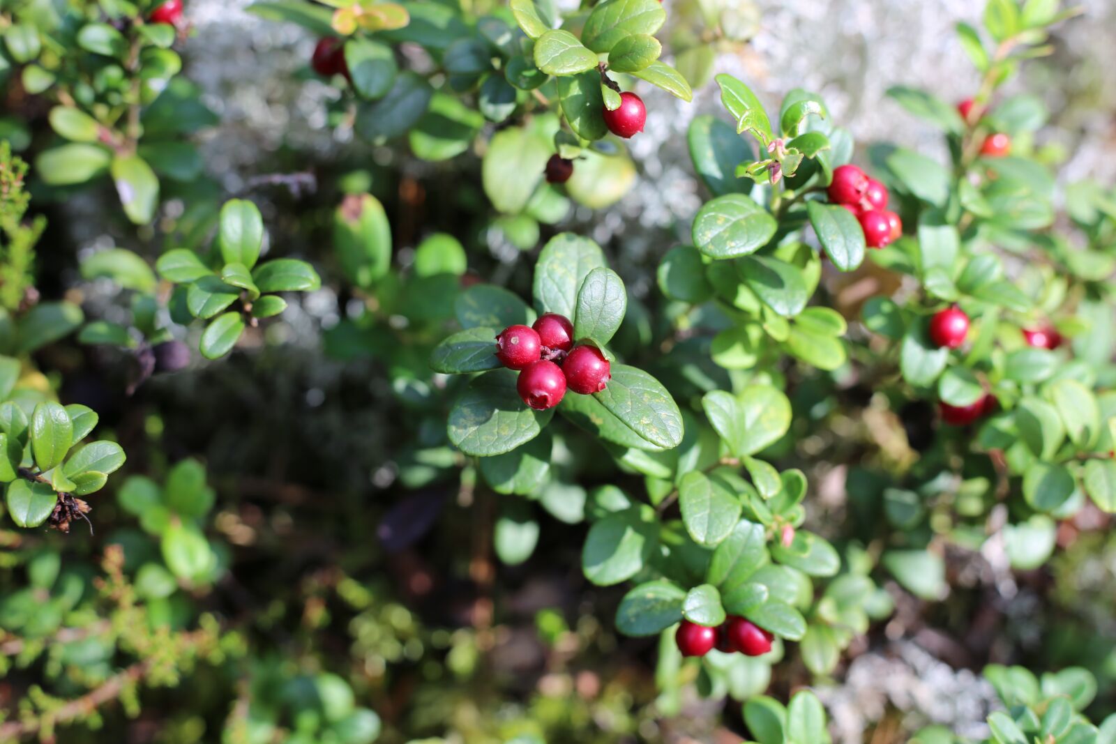 Canon EOS 6D + Canon EF 50mm F1.8 STM sample photo. Cowberry, berry, red photography