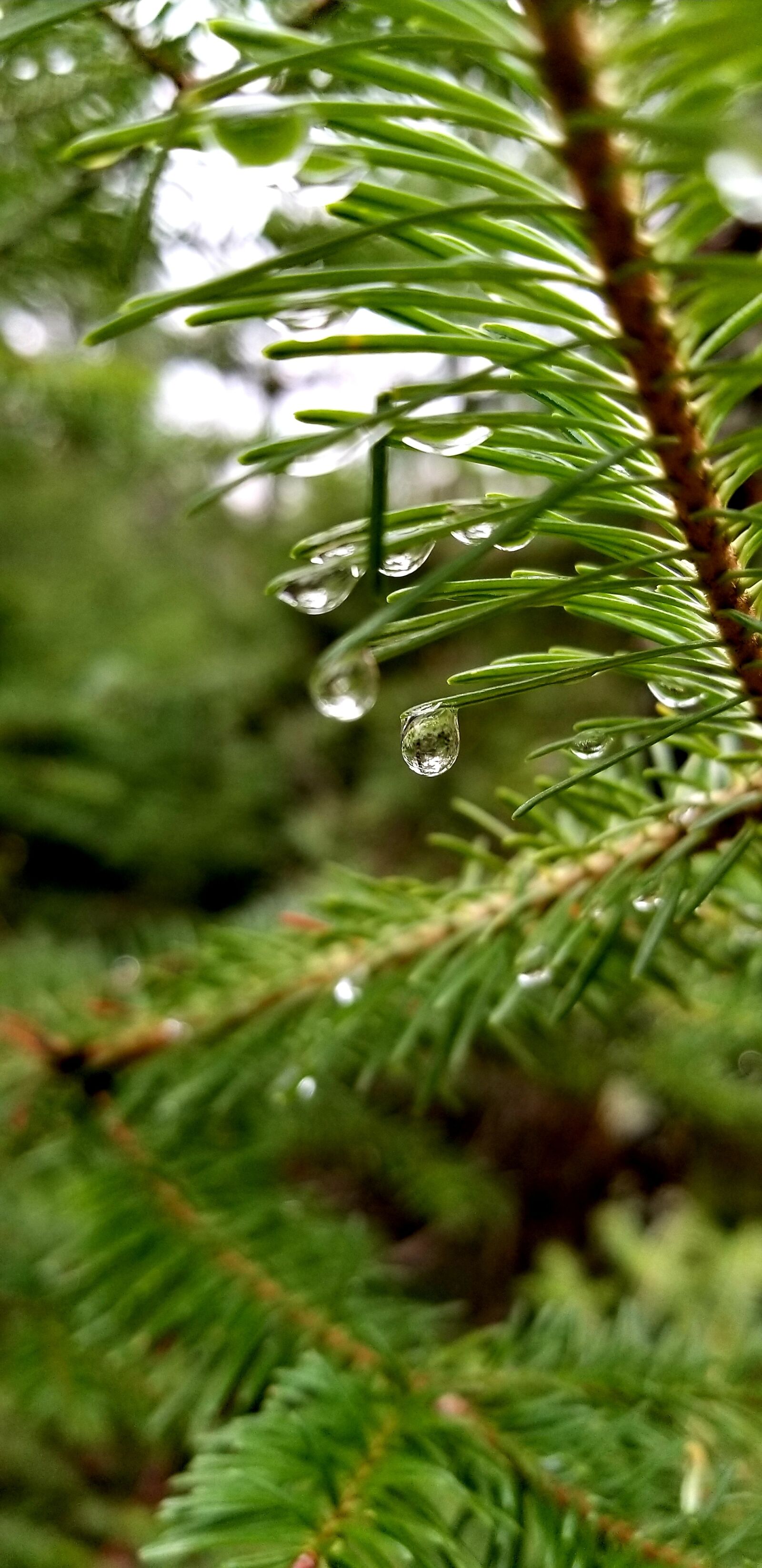 Samsung Galaxy S8+ sample photo. Pine tree, needles, close photography