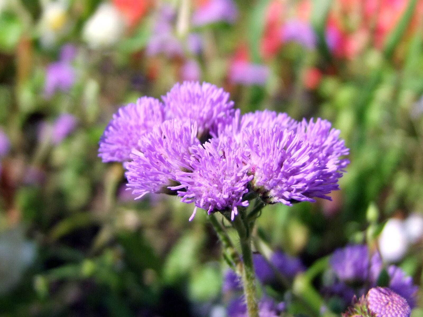 Fujifilm FinePix S100fs sample photo. Flower, purple, flowers photography
