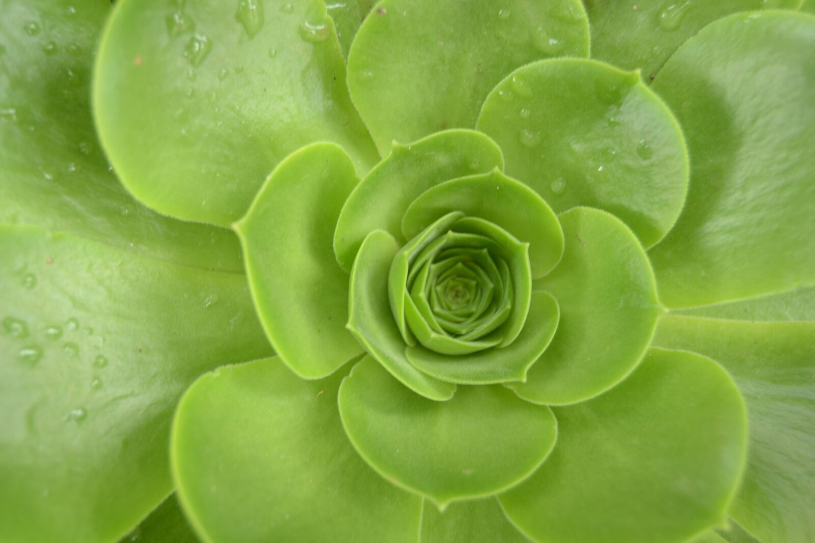 Nikon D3100 sample photo. Leaves, plant, green photography