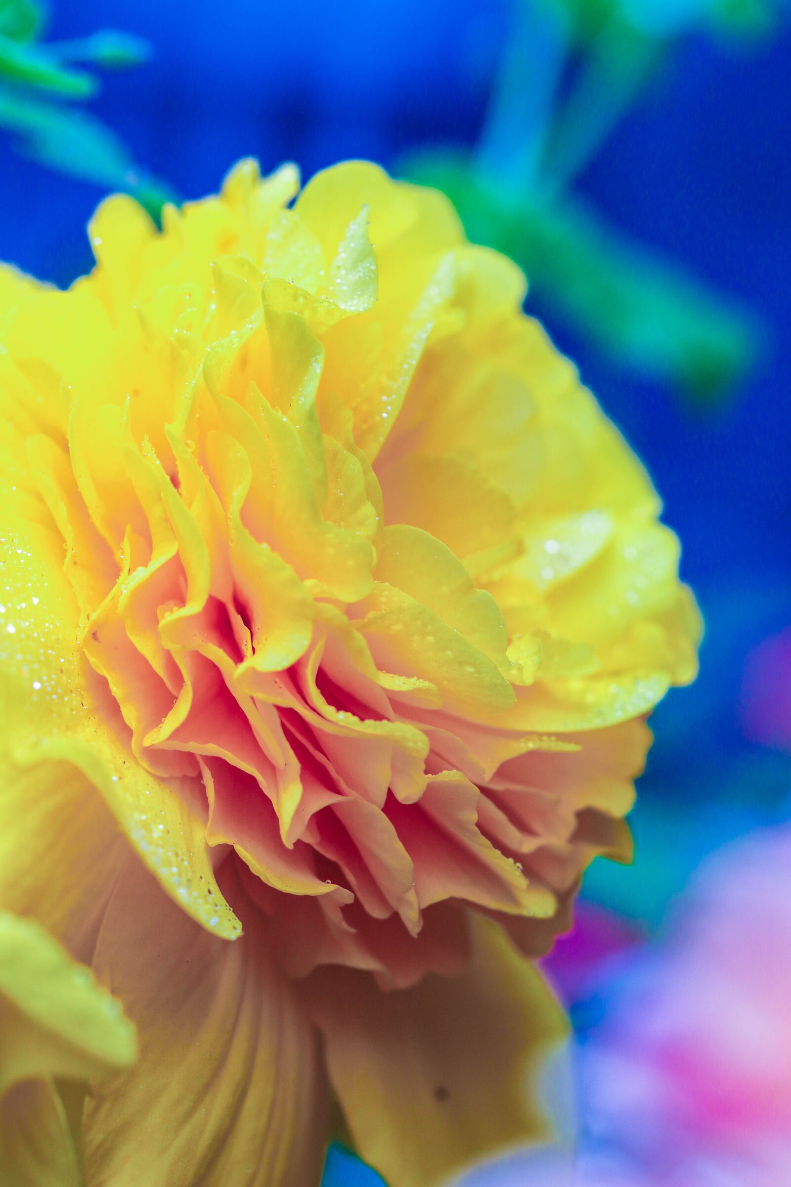 Canon EOS 7D Mark II sample photo. Yellow, flower, garden flower photography