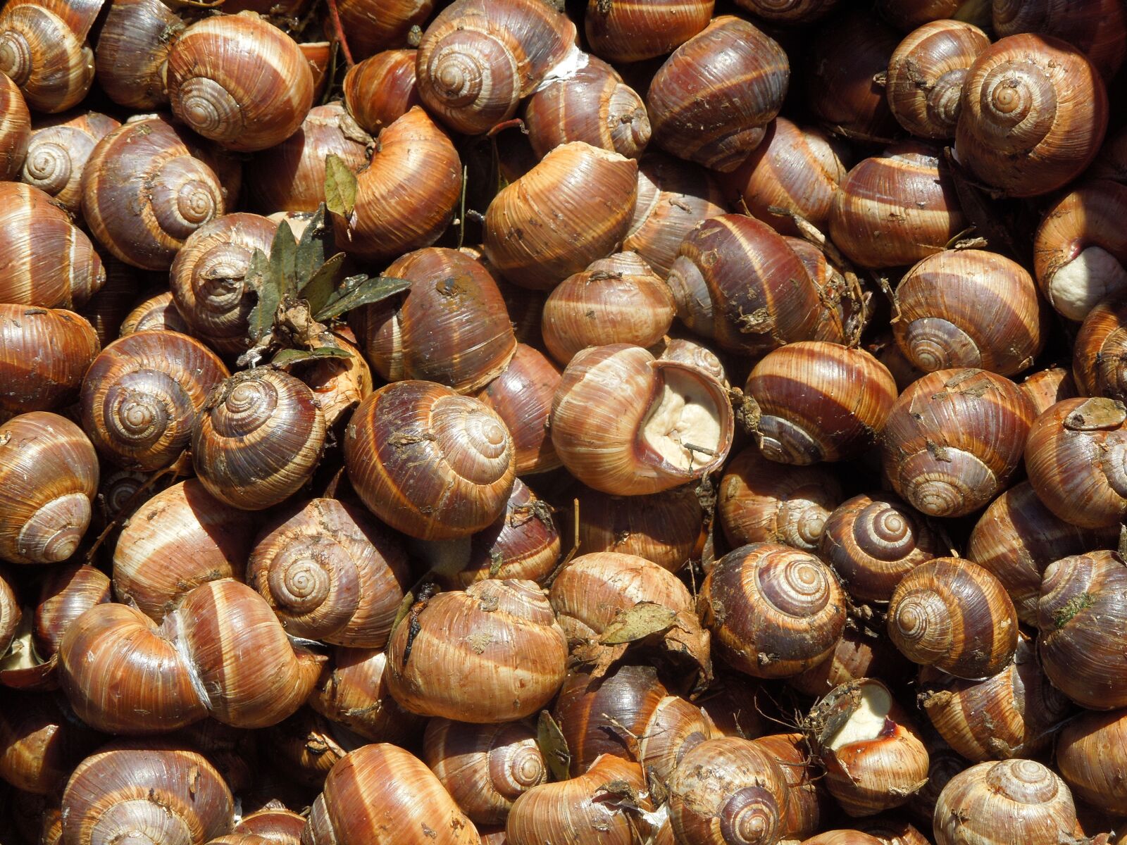 Nikon Coolpix S8200 sample photo. Snails, snail, delicacy photography