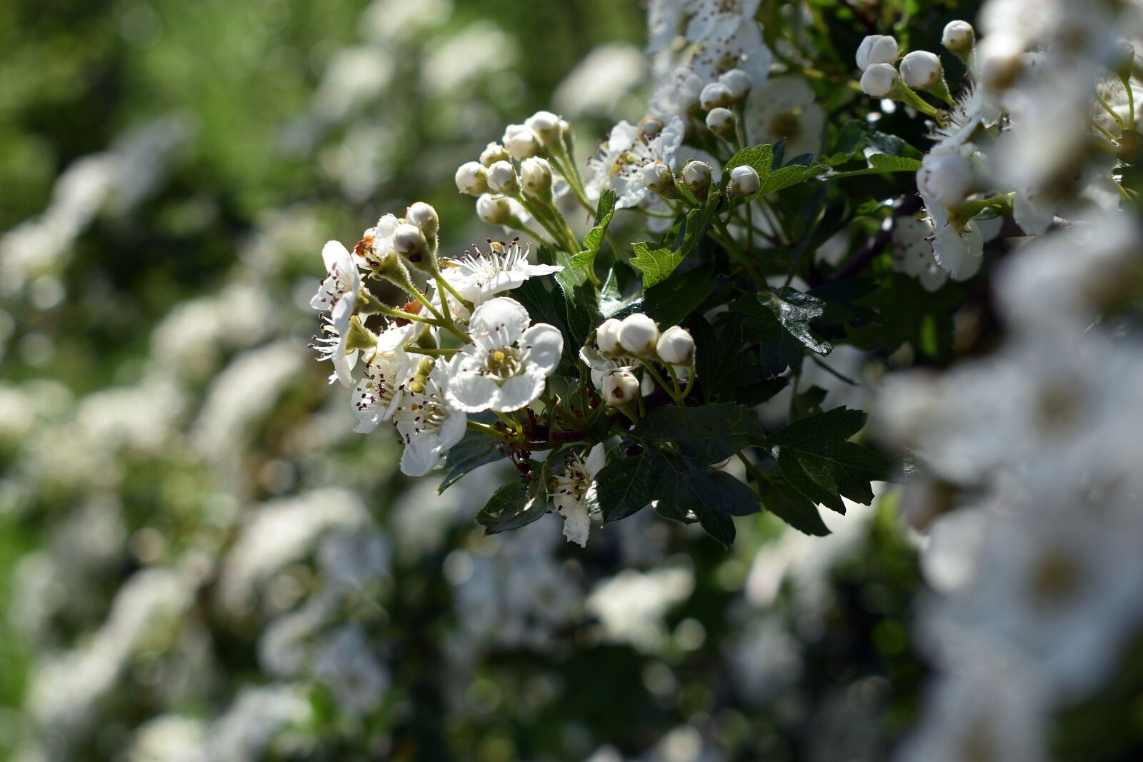 Nikon D3400 sample photo. Flower, flowers, spring photography
