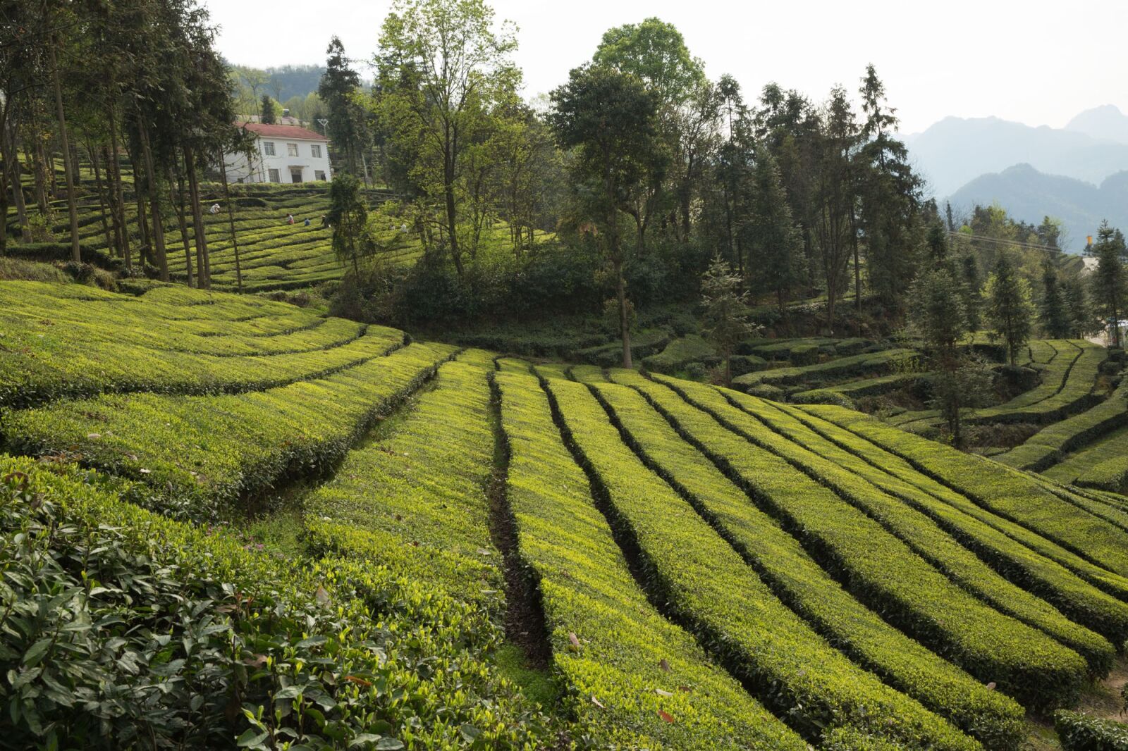 Canon EF 24-70mm F2.8L II USM sample photo. Tea garden, wufeng, green photography