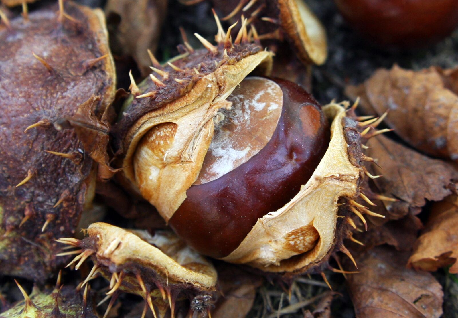 Canon EOS 40D sample photo. Chestnut, autumn, forest photography