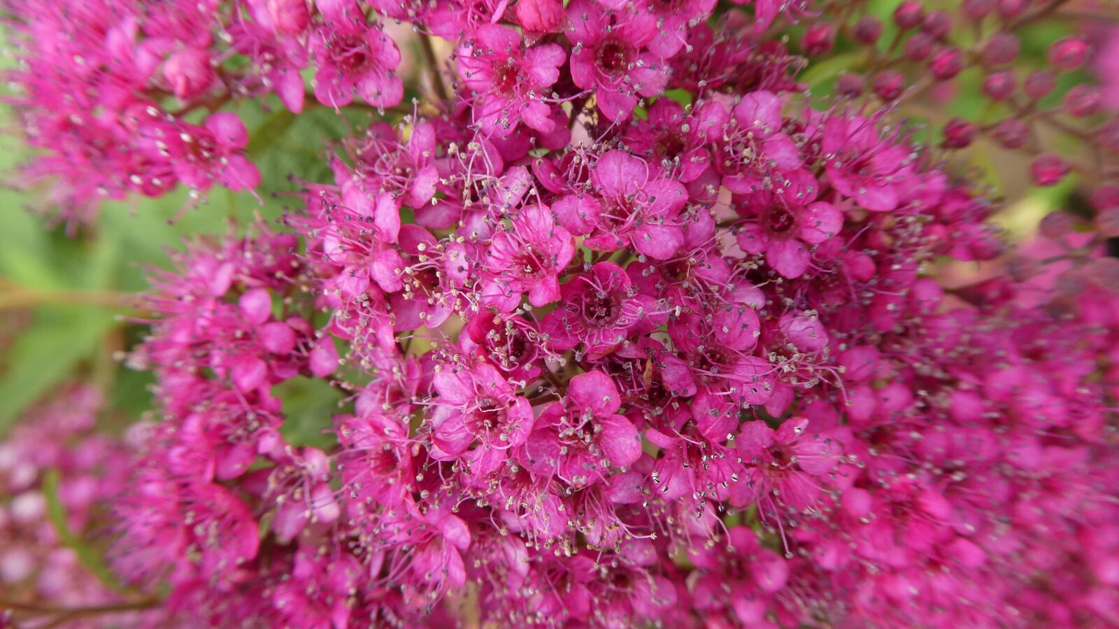Panasonic DMC-TZ81 sample photo. Pink flowers, bush, spring photography