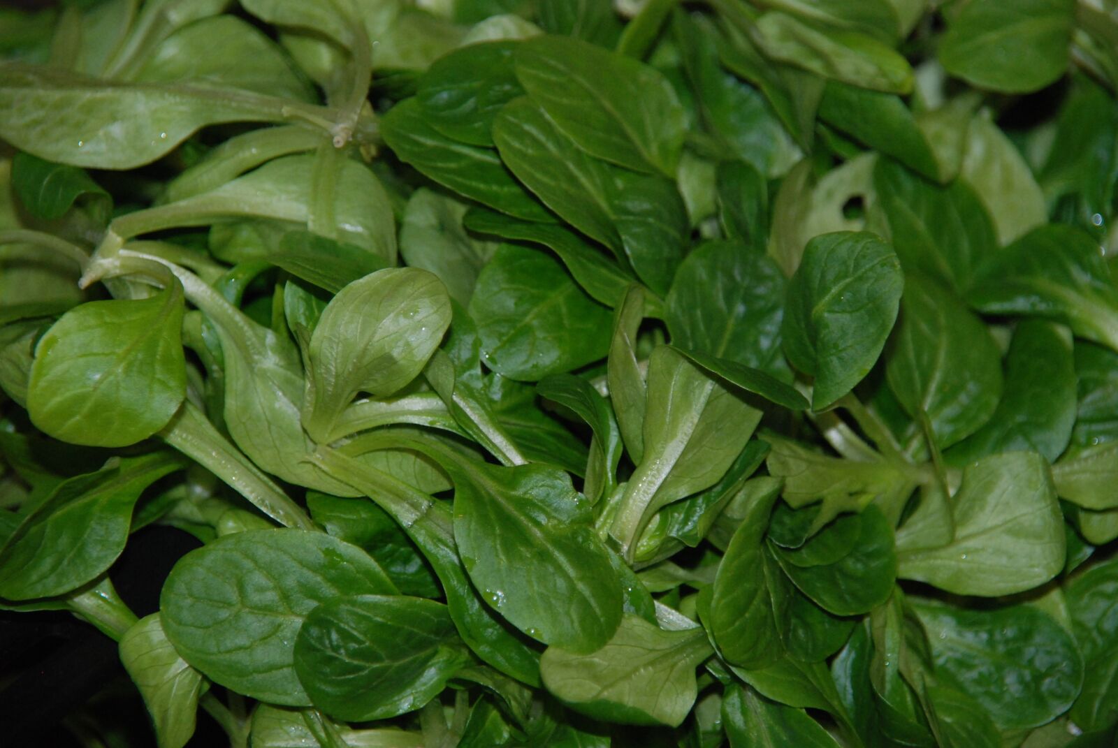 Nikon D80 sample photo. Lamb's lettuce, green, healthy photography