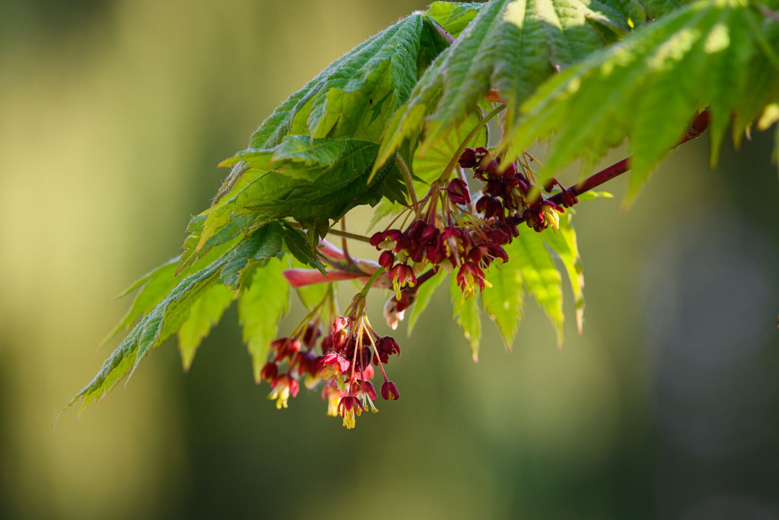 Nikon Z7 sample photo. Maple, japanese maple, spring photography