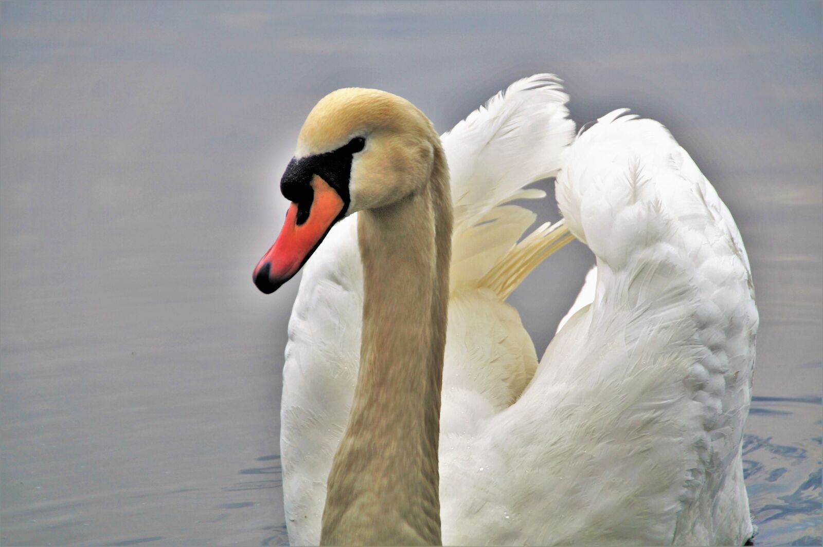 Sony SLT-A58 sample photo. Swan, water bird, white photography