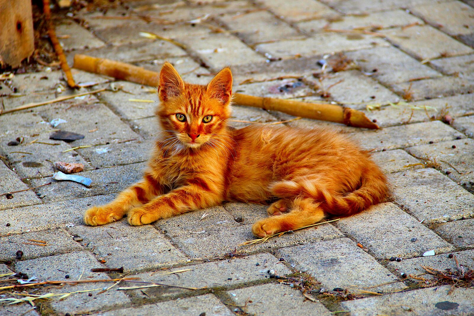 Canon EOS 4000D (EOS Rebel T100 / EOS 3000D) sample photo. Kitten, stray, wild photography