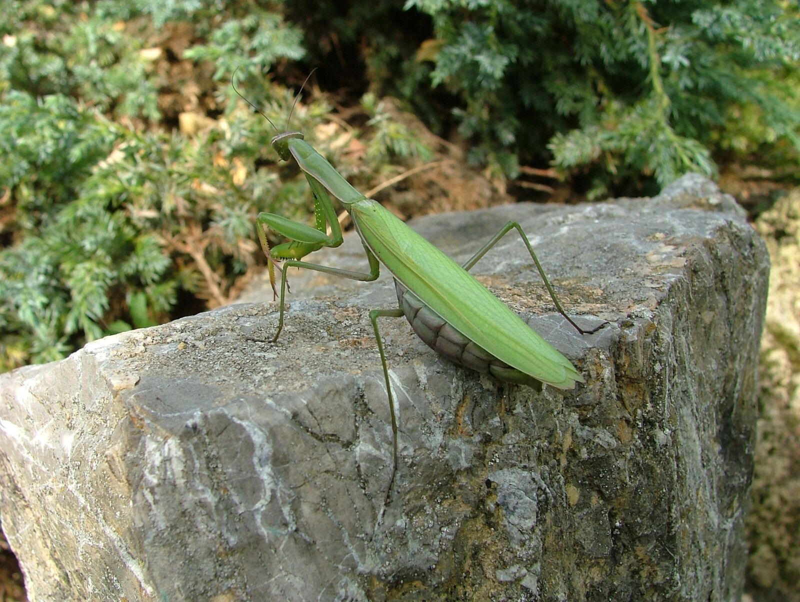 Fujifilm FinePix S5000 sample photo. Beetle, mantis, insect photography