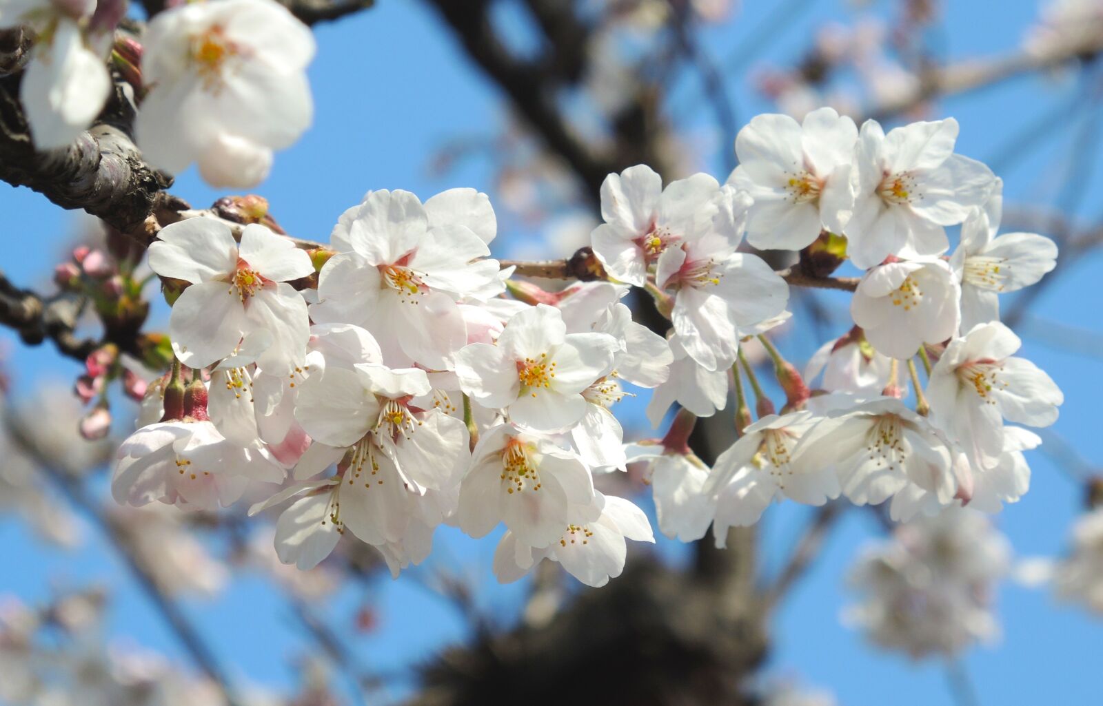 Nikon Coolpix P7800 sample photo. Flower, spring, blossom photography