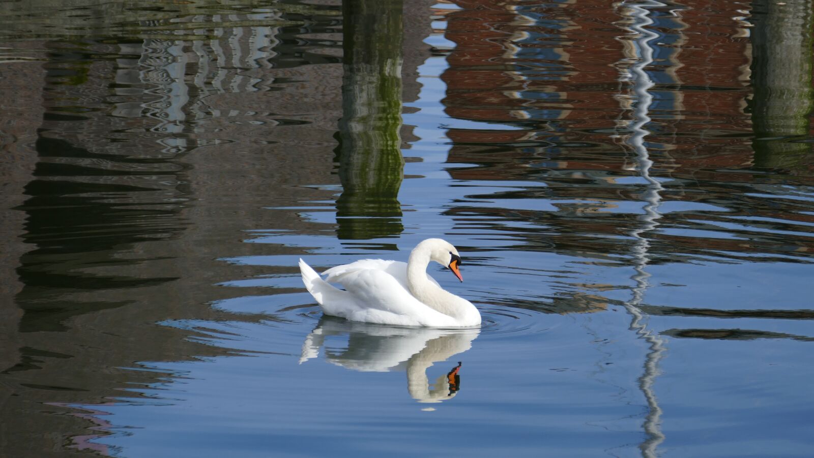 Leica V-Lux (Typ 114) sample photo. Swan, port, water photography