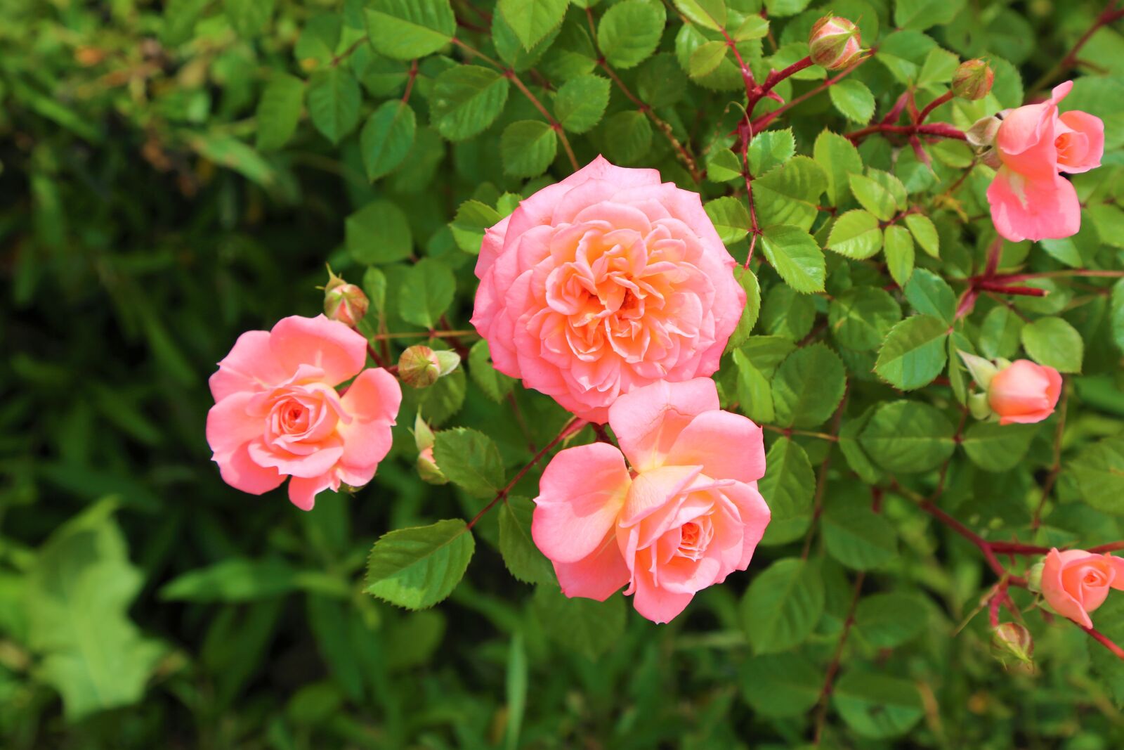 Canon EF 24-105mm F4L IS USM sample photo. Rose, nature, roses photography