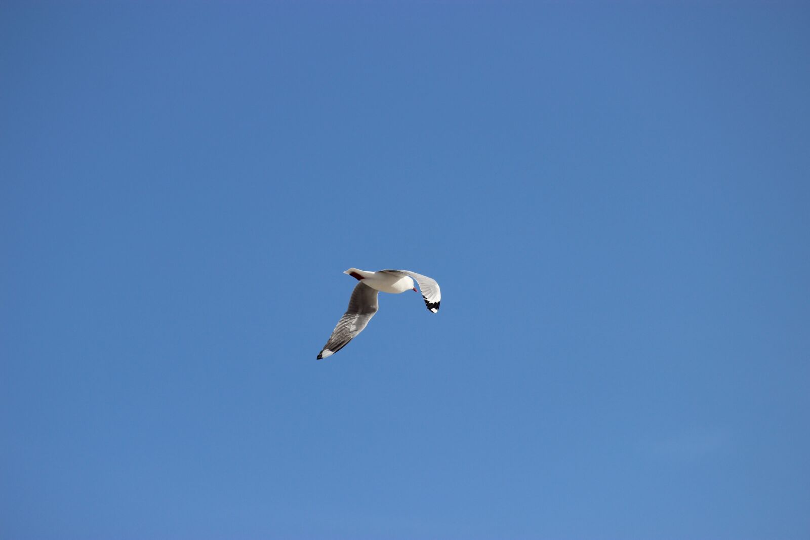 Canon EOS 600D (Rebel EOS T3i / EOS Kiss X5) sample photo. Seagull, flight, bird photography
