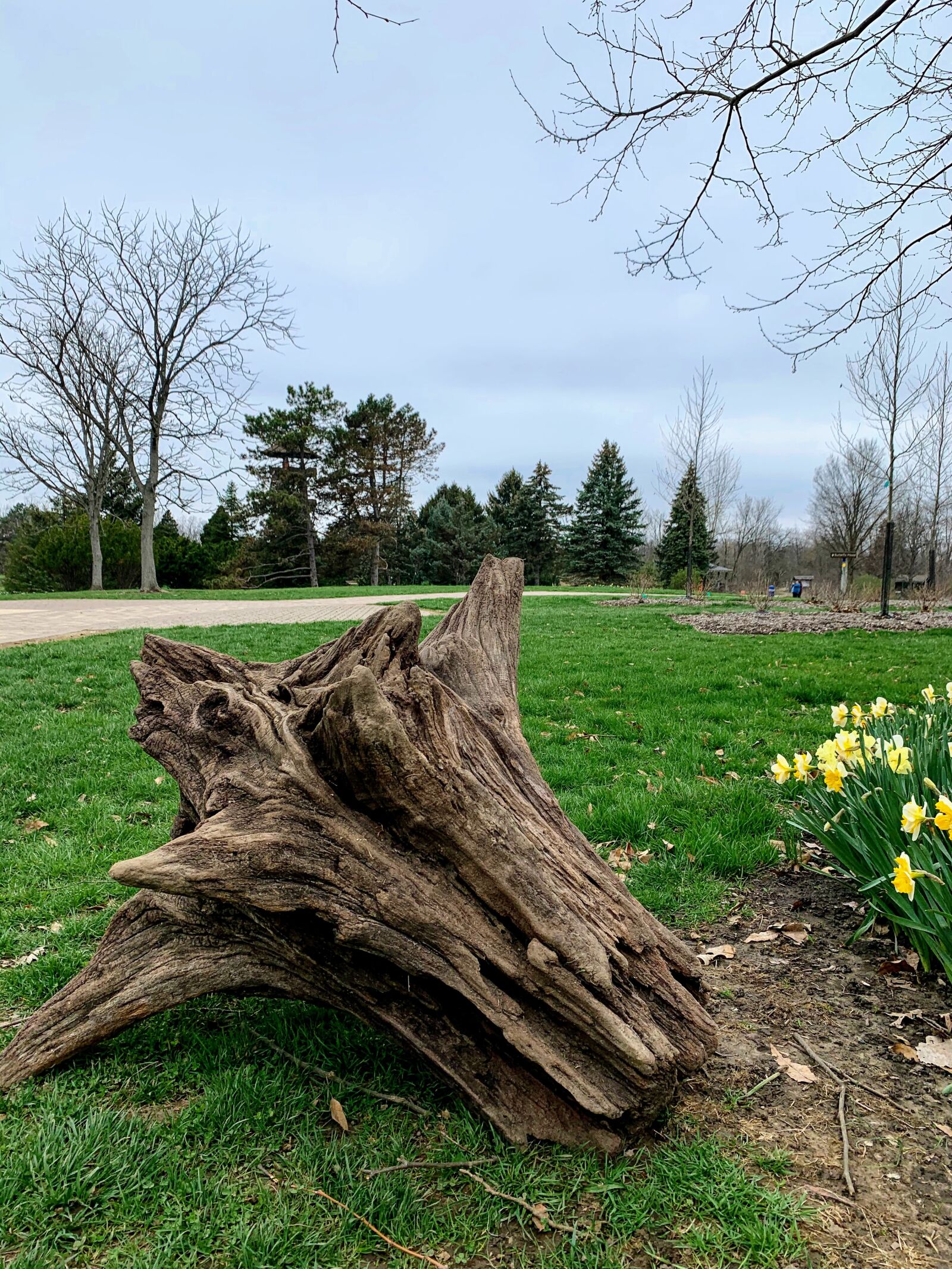 Apple iPhone XR sample photo. Nature, tree root, root photography