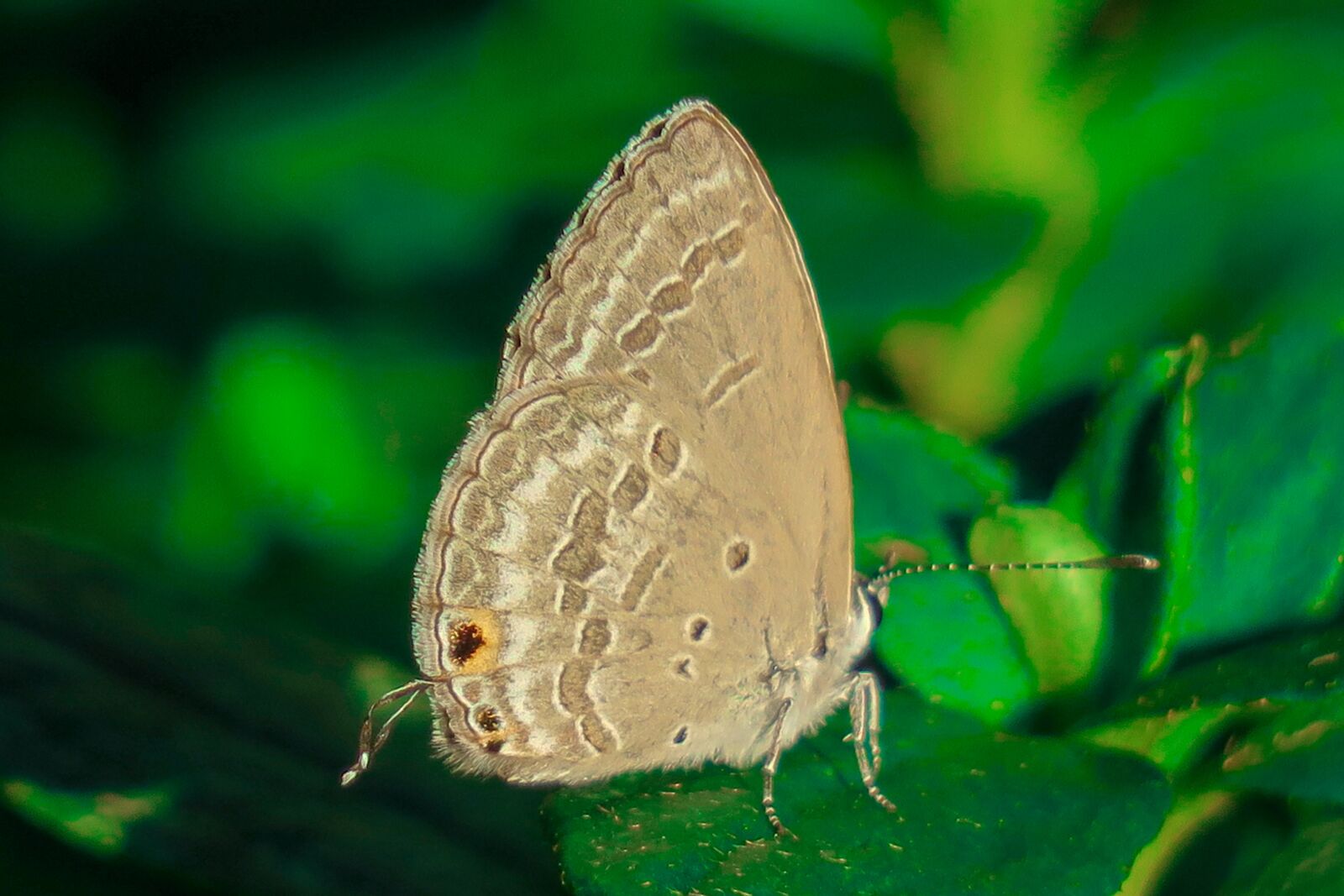 Canon PowerShot G3 X sample photo. Butterfly, natural, summer photography