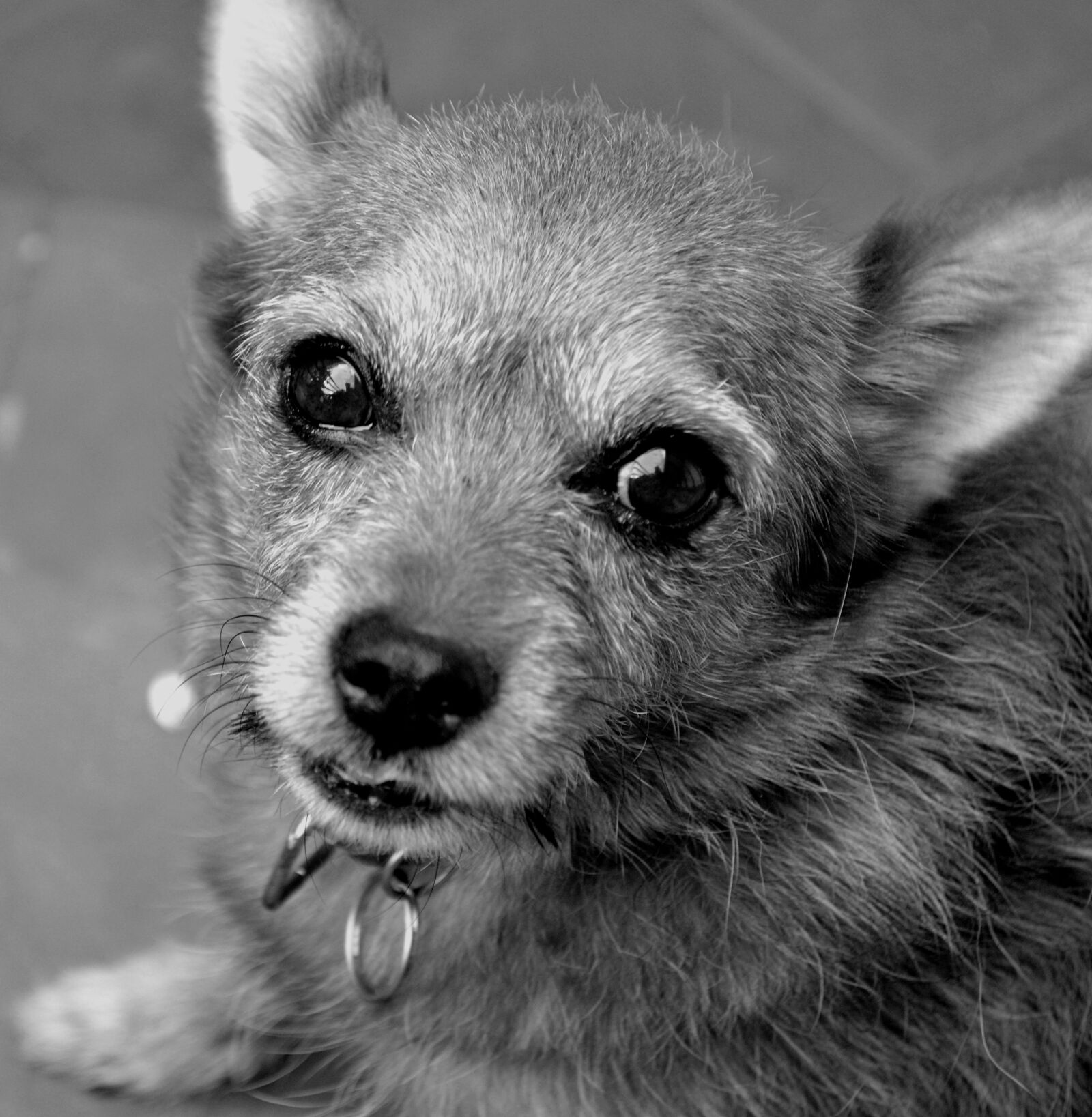 Nikon D5100 sample photo. Dog, doggie, puppy photography