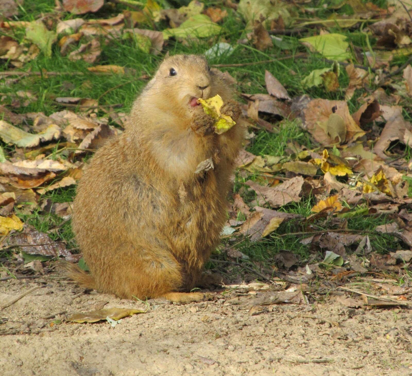 Canon PowerShot SX130 IS sample photo. Prairie dog, portrait, close photography