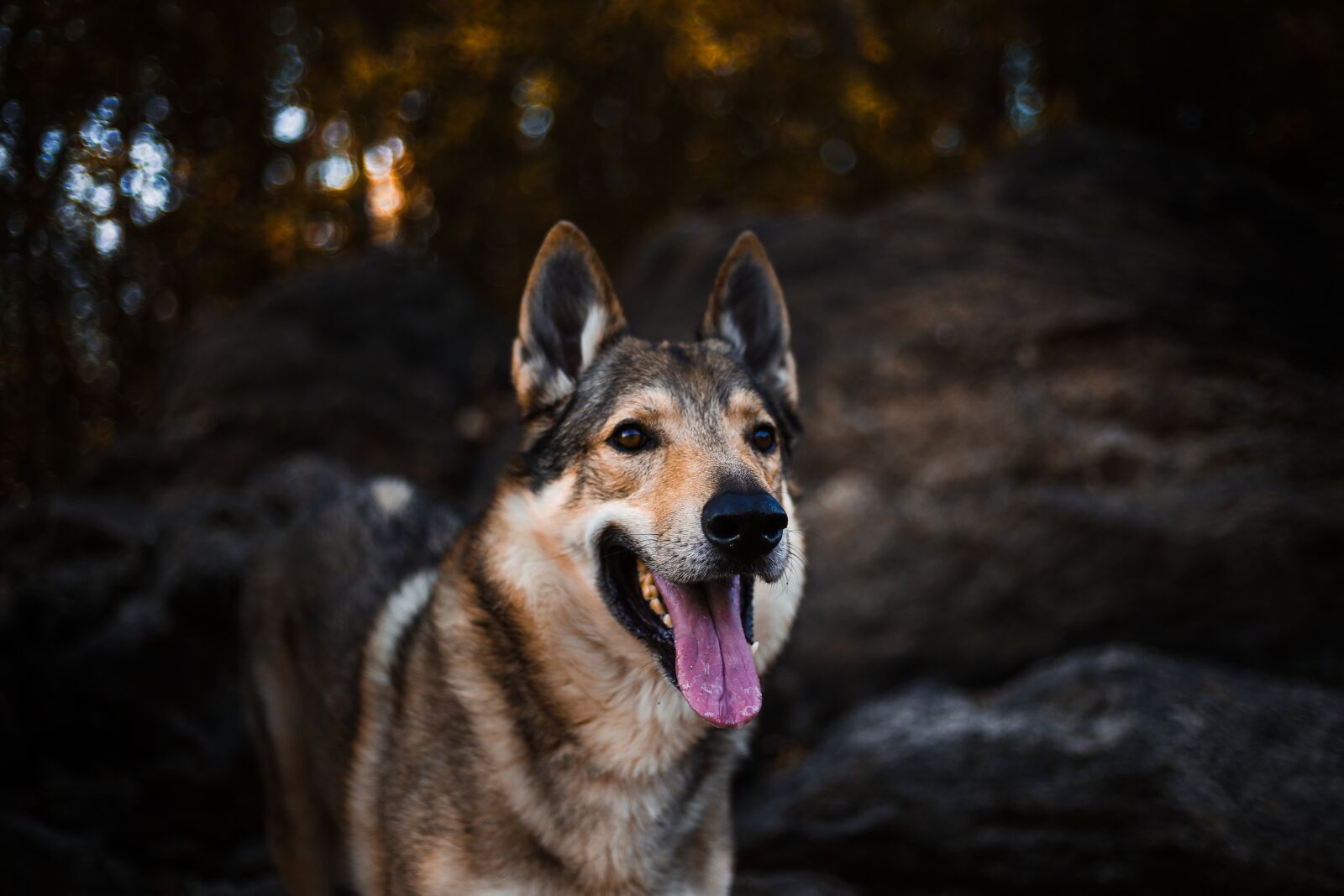 Canon EF 50mm F1.8 II sample photo. Dog, alsatian, animal photography