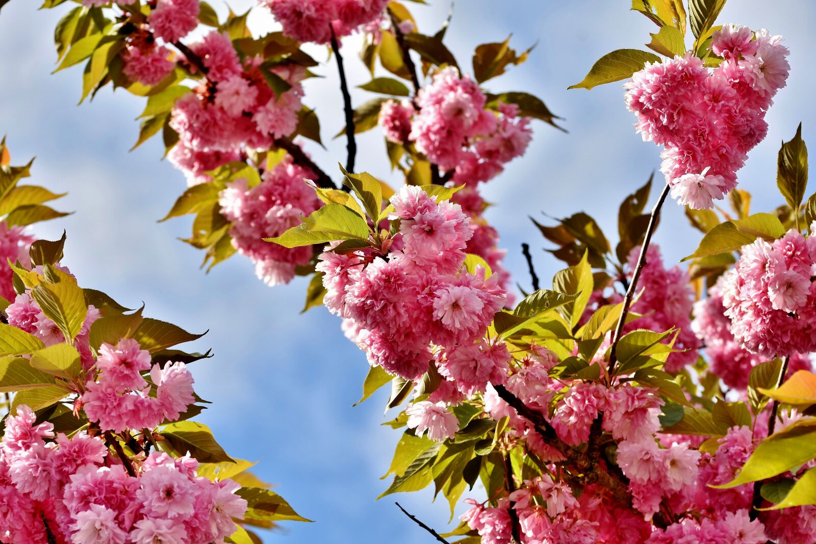 Nikon D7200 sample photo. Cherry blossom, japanese cherry photography