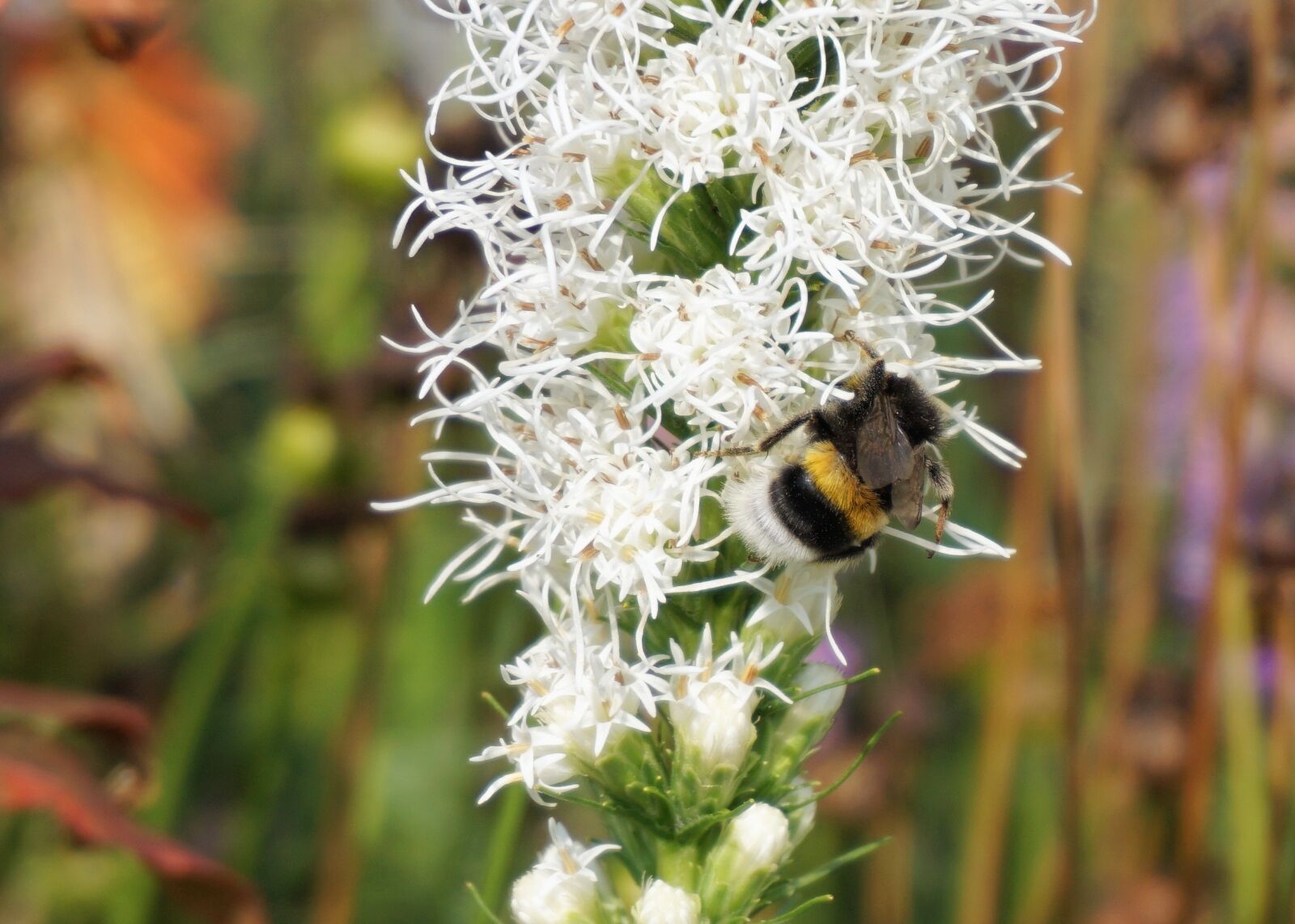Sony a6000 sample photo. Hummel, insect, coneflower photography
