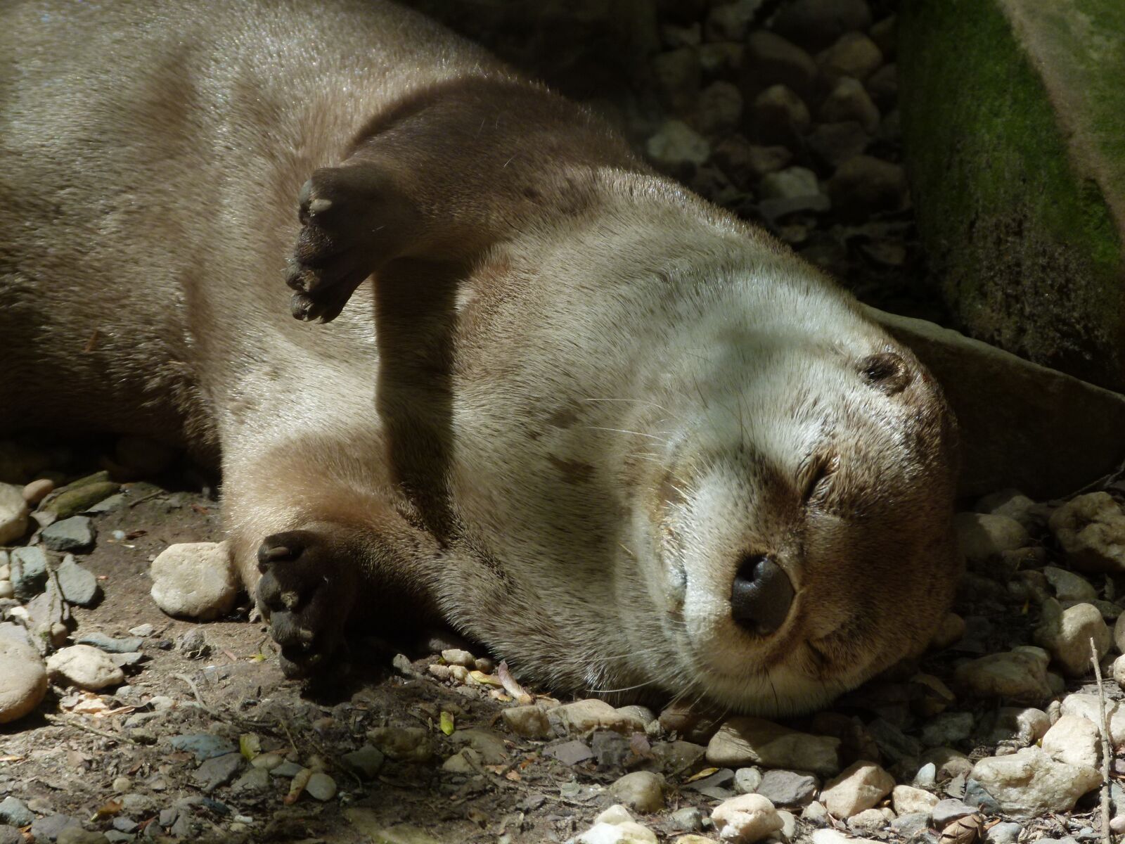 Panasonic Lumix DMC-FZ100 sample photo. Otter, sleeping, wildlife photography