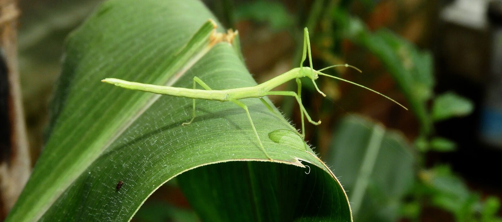 Nikon Coolpix B700 sample photo. Nature, insect, leaf photography