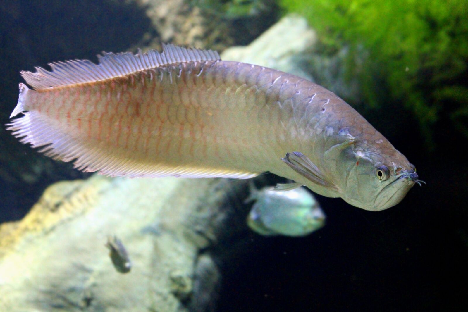 Canon EOS 650D (EOS Rebel T4i / EOS Kiss X6i) sample photo. Aravana, fish, osteoglossum bicirrhosum photography