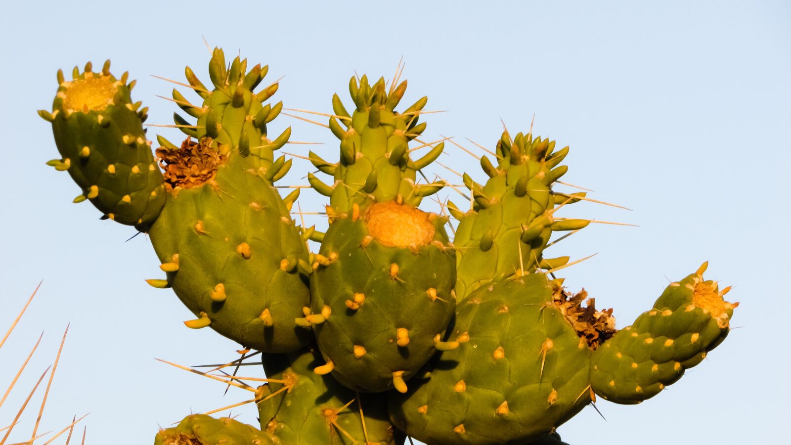 Canon PowerShot SX400 IS sample photo. Cactus, thorns, sharp photography