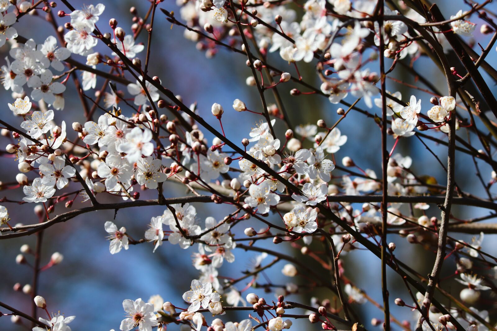 Canon EOS 200D (EOS Rebel SL2 / EOS Kiss X9) sample photo. Blackthorn, sloes, black thorn photography