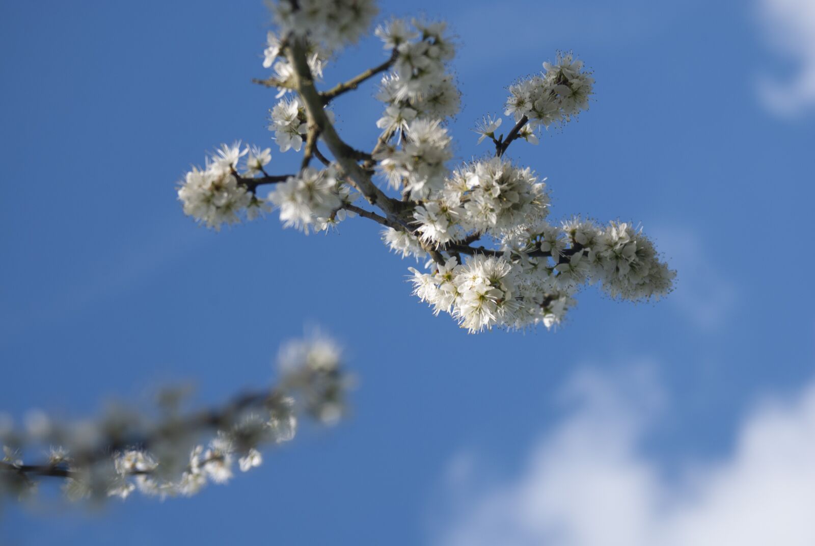 Nikon D80 sample photo. Blackthorn, blossom, england photography