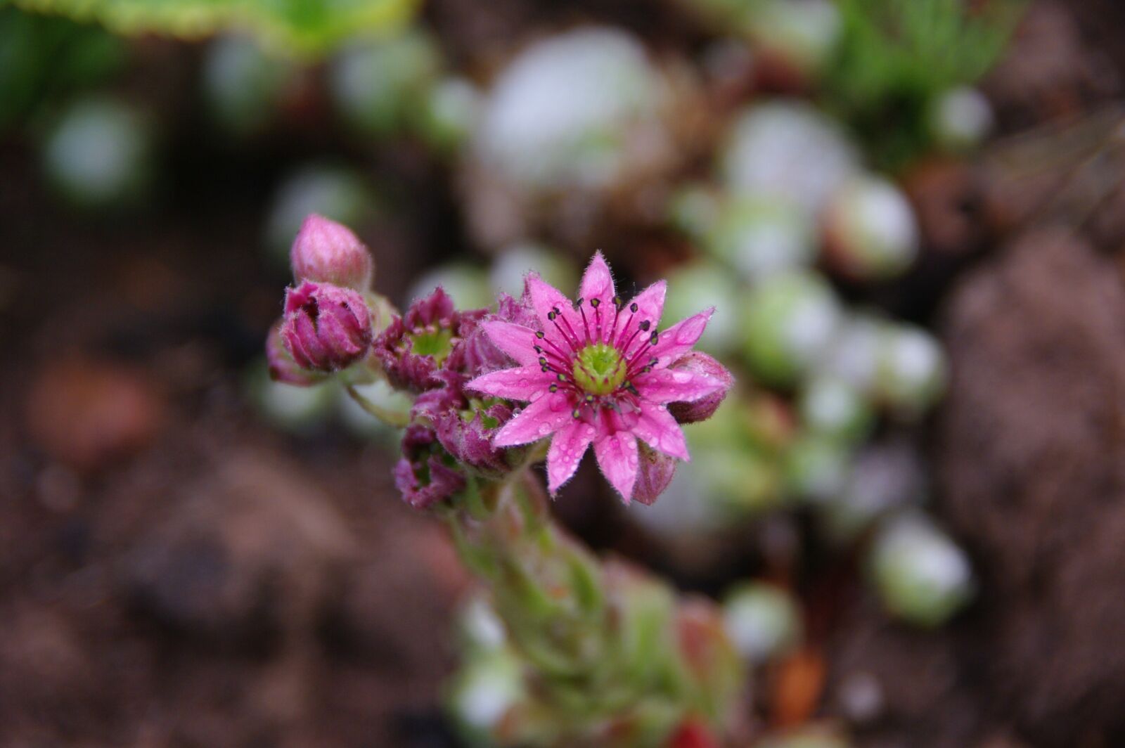 Pentax K20D sample photo. Flower, blossom, bloom photography