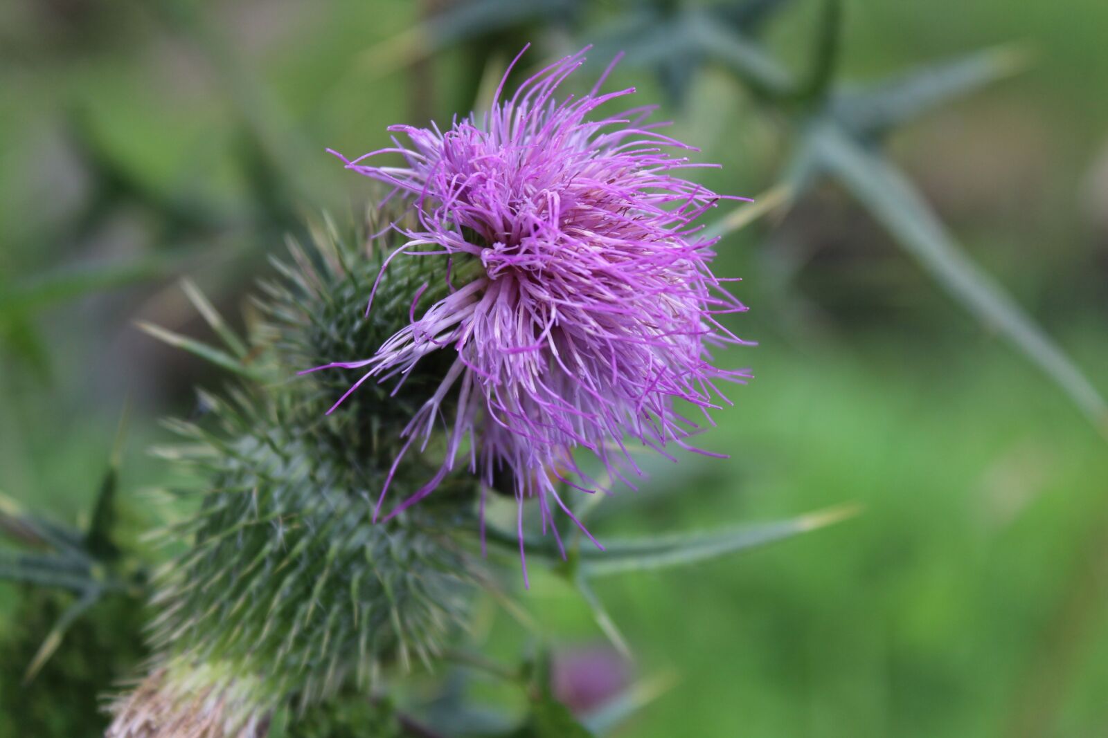 Canon EOS 1200D (EOS Rebel T5 / EOS Kiss X70 / EOS Hi) sample photo. Thistle, plant, nature photography