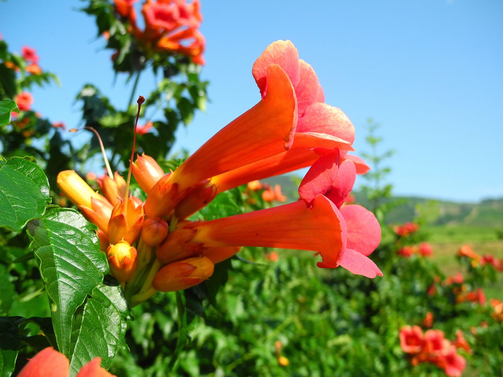 Nikon Coolpix P7000 sample photo. Trumpet creeper, camps radic photography