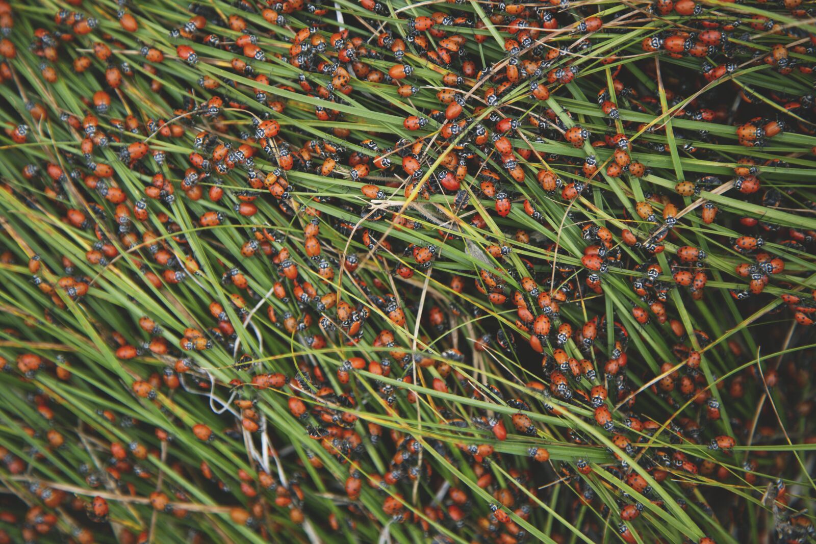Canon EF 24-105mm F4L IS USM sample photo. Bugs, grass, insects photography